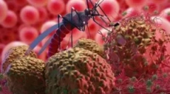 Какво е малария и патогенна